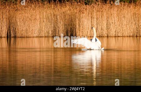 Frensham Little Pond, Farnham, Surrey. Februar 2024. Ein schöner Start in den Tag für die Home Counties. Sonnenaufgang über Frensham Little Pond in der Nähe von Farnham in Surrey. Quelle: james jagger/Alamy Live News Stockfoto