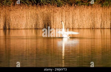 Frensham Little Pond, Farnham, Surrey. Februar 2024. Ein schöner Start in den Tag für die Home Counties. Sonnenaufgang über Frensham Little Pond in der Nähe von Farnham in Surrey. Quelle: james jagger/Alamy Live News Stockfoto