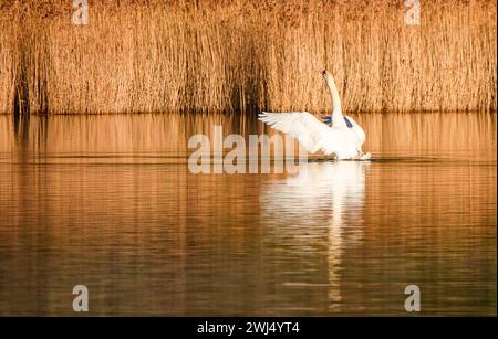 Frensham Little Pond, Farnham, Surrey. Februar 2024. Ein schöner Start in den Tag für die Home Counties. Sonnenaufgang über Frensham Little Pond in der Nähe von Farnham in Surrey. Quelle: james jagger/Alamy Live News Stockfoto