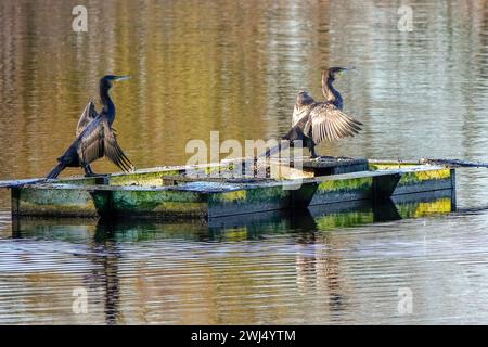 Frensham Little Pond, Farnham, Surrey. Februar 2024. Ein schöner Start in den Tag für die Home Counties. Sonnenaufgang über Frensham Little Pond in der Nähe von Farnham in Surrey. Quelle: james jagger/Alamy Live News Stockfoto