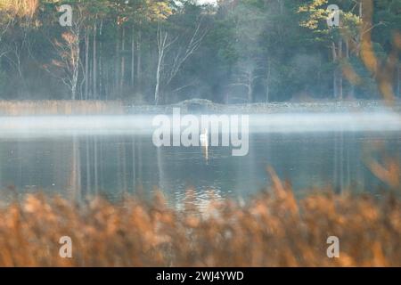 Frensham Little Pond, Farnham, Surrey. Februar 2024. Ein schöner Start in den Tag für die Home Counties. Sonnenaufgang über Frensham Little Pond in der Nähe von Farnham in Surrey. Quelle: james jagger/Alamy Live News Stockfoto