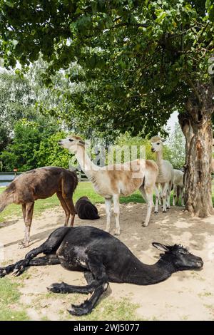 Alpakas in der Freilandranchin Südpolen am sonnigen Sommertag Stockfoto