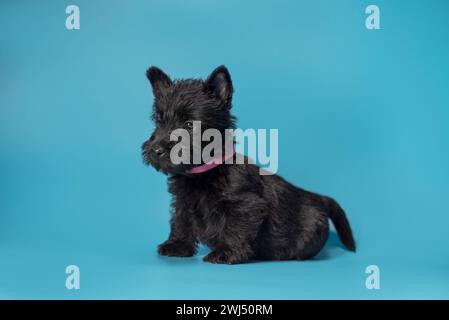 Scotch Terrier Welpe sitzt auf hellblauem Hintergrund Stockfoto