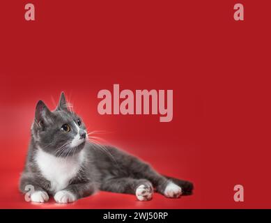 Silberne und weiße Katze auf rotem Hintergrund Stockfoto