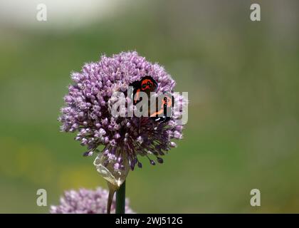 Neuseeländischer roter Admiral (Vanessa gonerilla), der in einem Gemüsegarten an einer violetten Lauchblume trinkt. Sie wird in te reo Māori als Kahukura bezeichnet. Stockfoto