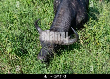 Cape Buffalo im Naturschutzgebiet Hluhluwe Nationalpark Südafrika Stockfoto