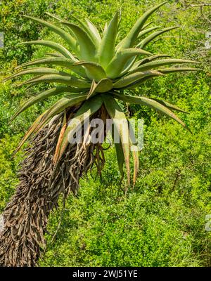 Afrikanische Aloe in Buschlandschaft aus dem Naturschutzgebiet Hluhluwe Nationalpark Südafrika Stockfoto