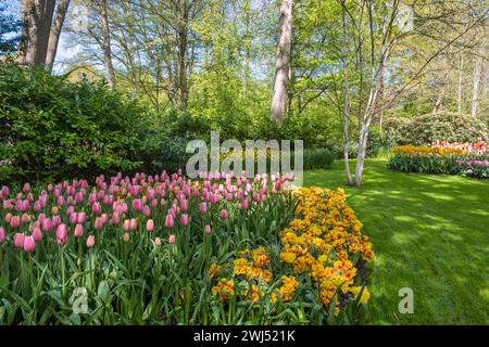 Tulpenzwiebelfeld im Garten bei Lisse bei Amsterdam Holland Niederlande Stockfoto
