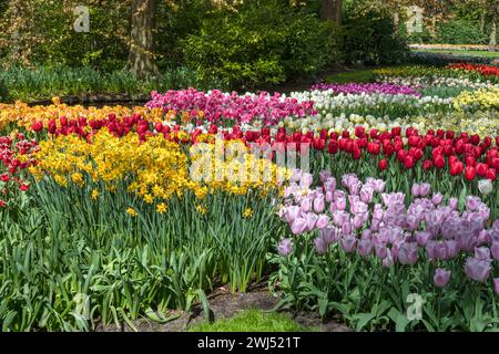 Tulpenzwiebelfeld im Garten bei Lisse bei Amsterdam Holland Niederlande Stockfoto