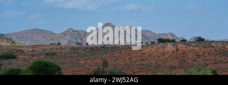 Afrikanische Strauße auf einer Straußenfarm in der Halbwüstenlandschaft von Oudtshoorn, Südafrika Stockfoto