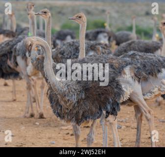 Strauße auf einer Straußenfarm in der Halbwüstenlandschaft von Oudtshoorn, Südafrika Stockfoto