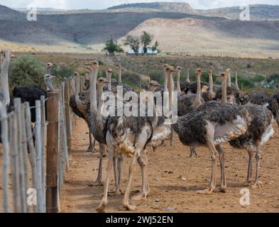 Strauße auf einer Straußenfarm in der Halbwüstenlandschaft von Oudtshoorn, Südafrika Stockfoto