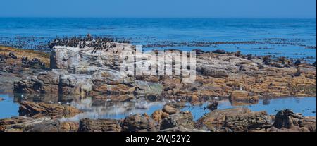 Seehunde oder Seelöwen und Kormorane auf Meeresfelsen am Kap der Guten Hoffnung in Südafrika Stockfoto