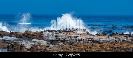 Seehunde oder Seelöwen und Kormorane auf Meeresfelsen am Kap der Guten Hoffnung in Südafrika Stockfoto