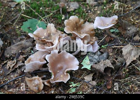 Lepista sordida, auch Rhodopaxillus sordidus und Tricholoma sordidum genannt, schlanker blewit, Wildpilz aus Finnland Stockfoto