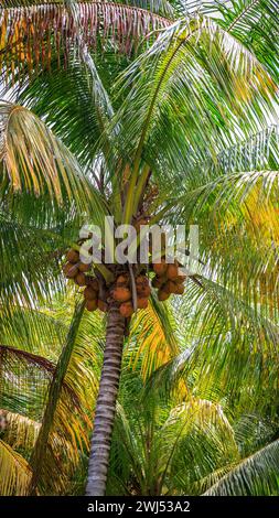 Wunderschöne hohe Palmen in einem Park am Strand Stockfoto