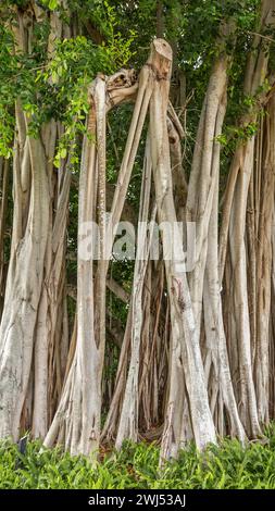 Wunderschöner Banyan-Baum im botanischen Garten Stockfoto