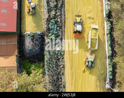 Traktor und Bagger auf einer Maissilage während der Maisernte Stockfoto