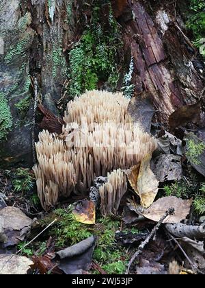 Ramaria concolor, auch Ramaria stricta var. genannt. Concolor, Korallenpilz wächst auf Fichte in Finnland, kein gebräuchlicher englischer Name Stockfoto