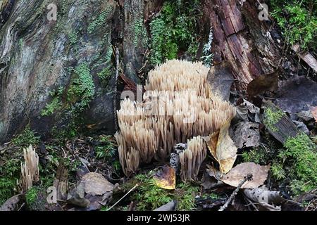 Ramaria concolor, auch Ramaria stricta var. genannt. Concolor, Korallenpilz wächst auf Fichte in Finnland, kein gebräuchlicher englischer Name Stockfoto