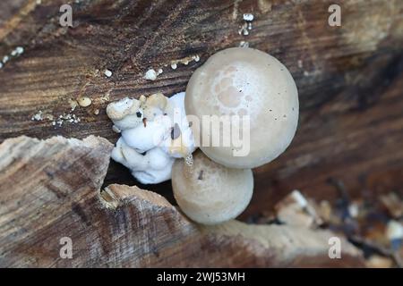 Hypsizygus ulmarius, auch bekannt als Ulmenausternpilz oder Ulmenblutegel, Wildpilz aus Finnland Stockfoto