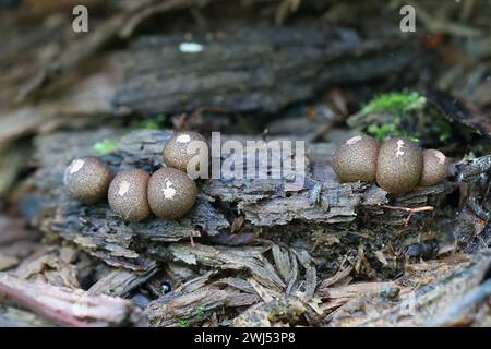 Lycogala epidendrum, die im Allgemeinen als Wolf Milch bekannt, gröning die Schleimpilze, aethalia oder Fruchtkörper auf morschem Holz Stockfoto