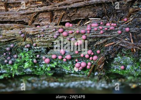 Lycogala roseosporum, allgemein bekannt als Wolfsmilch, Schleimschimmel aus Finnland Stockfoto