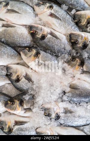 Frischer Fisch und Meeresfrüchte auf dem traditionellen Fischmarkt in Funchal auf Madeira, Portugal Stockfoto