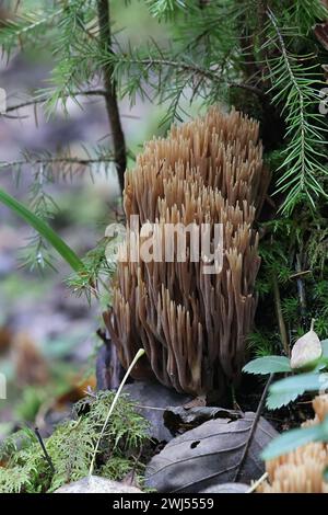 Ramaria concolor, auch Ramaria stricta var. genannt. Concolor, Korallenpilz wächst auf Fichte in Finnland, kein gebräuchlicher englischer Name Stockfoto