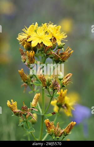 Hypericum maculatum, allgemein bekannt als Johanniskraut-Imperforat oder geflecktes Johanniskraut Johnswort, eine traditionelle wilde Heilpflanze aus Finnland Stockfoto