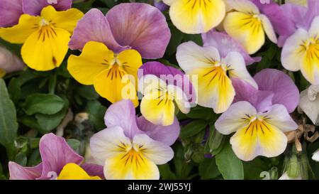 Eine Nahaufnahme von lebendigen Stiefmütterchen-Blumen in einem Garten Stockfoto