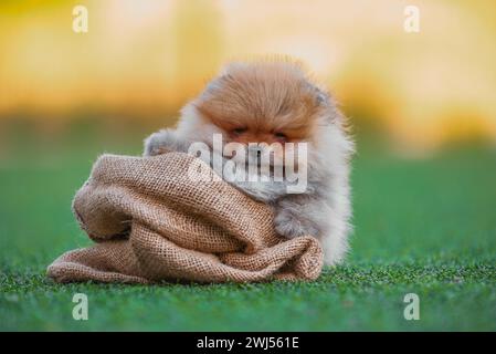 Der rothaarige pommerische Welpe sitzt in einer Tasche auf Kunstrasen Stockfoto