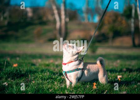 Ein kleiner chihuahua-Hund, der an einer schwarzen Lederleine spaziert und abends in einem Herbstpark bei Sonnenuntergang eines sonnigen Tages aufblickt Stockfoto