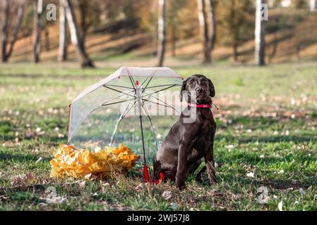 Mischlingswelpe neben einem roten, transparenten Regenschirm und einem Kranz aus herbstgelben Blättern auf einem grünen Rasen im Park an einem sonnigen Tag Stockfoto