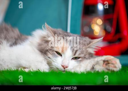 Die dreifarbige Mehlkatze liegt neben einem türkisfarbenen Zelt mit einer Kerosin-Lampe auf grünem Kunstrasen Stockfoto