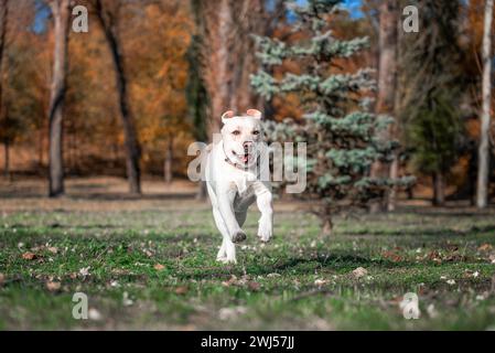 Labrador-Hund läuft im Park an einem sonnigen Herbsttag Stockfoto