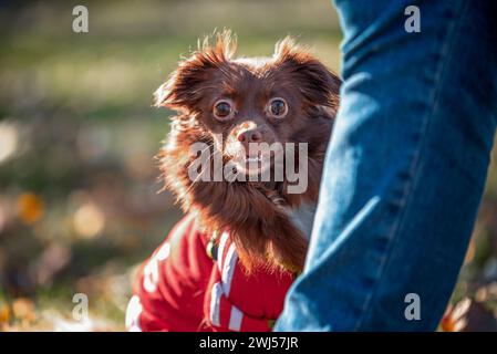 Verängstigter Mischlingshund schaut hinter dem Bein des Besitzers raus Stockfoto