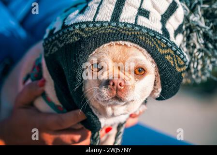 Lustiger chihuahua-Zuchthund mit einem riesigen Winterhut in den Händen des Besitzers Stockfoto