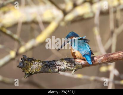 Ein gemeiner Eisvogel (alcedo atthis) im Schilf Stockfoto