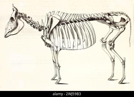 Seitenansicht eines Kuhskeletts auf weißem Hintergrund, detaillierte anatomische Gravur aus Brehms zoologischem atlas, veröffentlicht 1878. Stockfoto