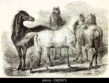 Alte Gravur einer Pferdeherde, 1878. Gruppe von mehrfarbigen Pferden in verschiedenen Positionen und Winkeln, gezeichnet in dynamischen, skizzenhaften Linien. Stockfoto