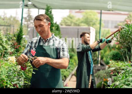 Der Gärtner schneidet Rosenpflanzen im Gartencenter ab Stockfoto