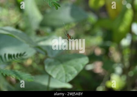 Ventrale Ansicht einer kleinen schwarzen Spinne mit den einzigartigen orangen Farbflecken am Abdomen. Diese Spinne ist höchstwahrscheinlich ein junger Orchideenweber spi Stockfoto