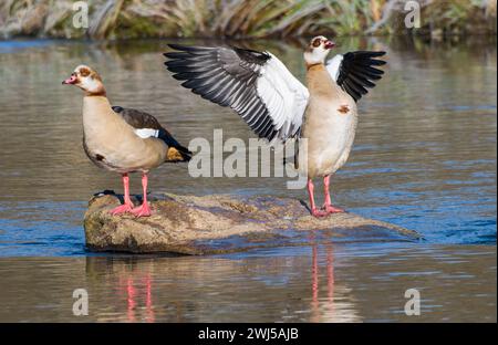 Ägyptische Gänse in der Oberlausitz an der Spree im Winter Stockfoto