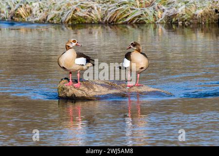 Ägyptische Gänse in der Oberlausitz an der Spree im Winter Stockfoto