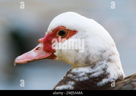 Porträt einer Moschusente (Cairina moschata) Stockfoto