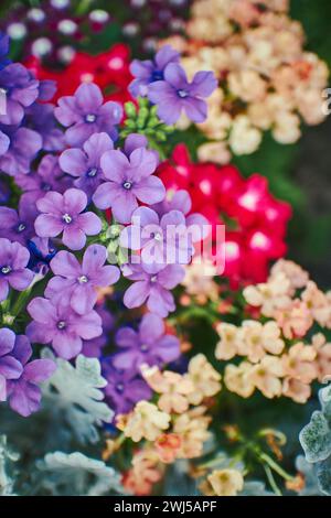 Verbena Hybrid blüht im Park. Nahaufnahme mit ausgewähltem Fokus. Stockfoto