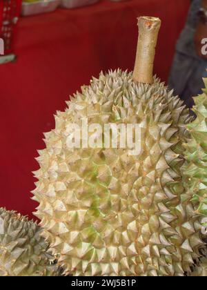 Frische Durianfrüchte mit grüner Dornhartschale und fleischigen, gelblichen Fleischsamen, die im Obststand verkauft werden. Chinesische Worte „Schwarzer goldener Musang-König“. Stockfoto