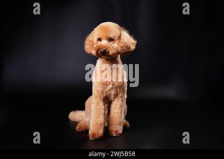 Ein moderner Pudelhündchen, der vor schwarzem Hintergrund sitzt. Studiofoto Stockfoto