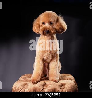 Ein wunderschöner Pfirsich-Aprikosenpudel, der auf einem goldenen Hocker sitzt, nachdem er auf schwarzem Hintergrund einen Haarschnitt gemacht hat. Studiofoto Stockfoto